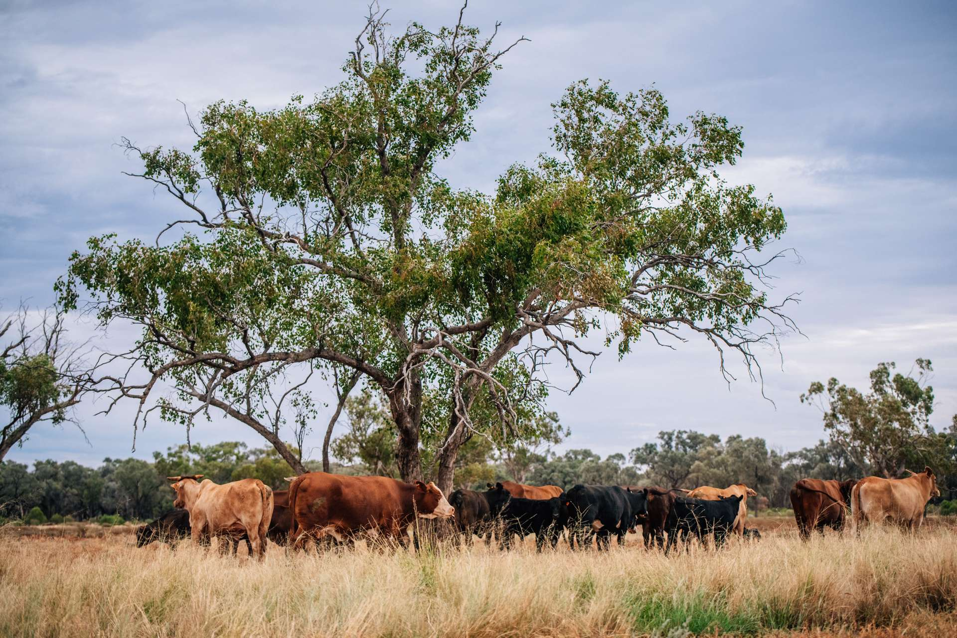 Carbon and cattle property for sale QLD