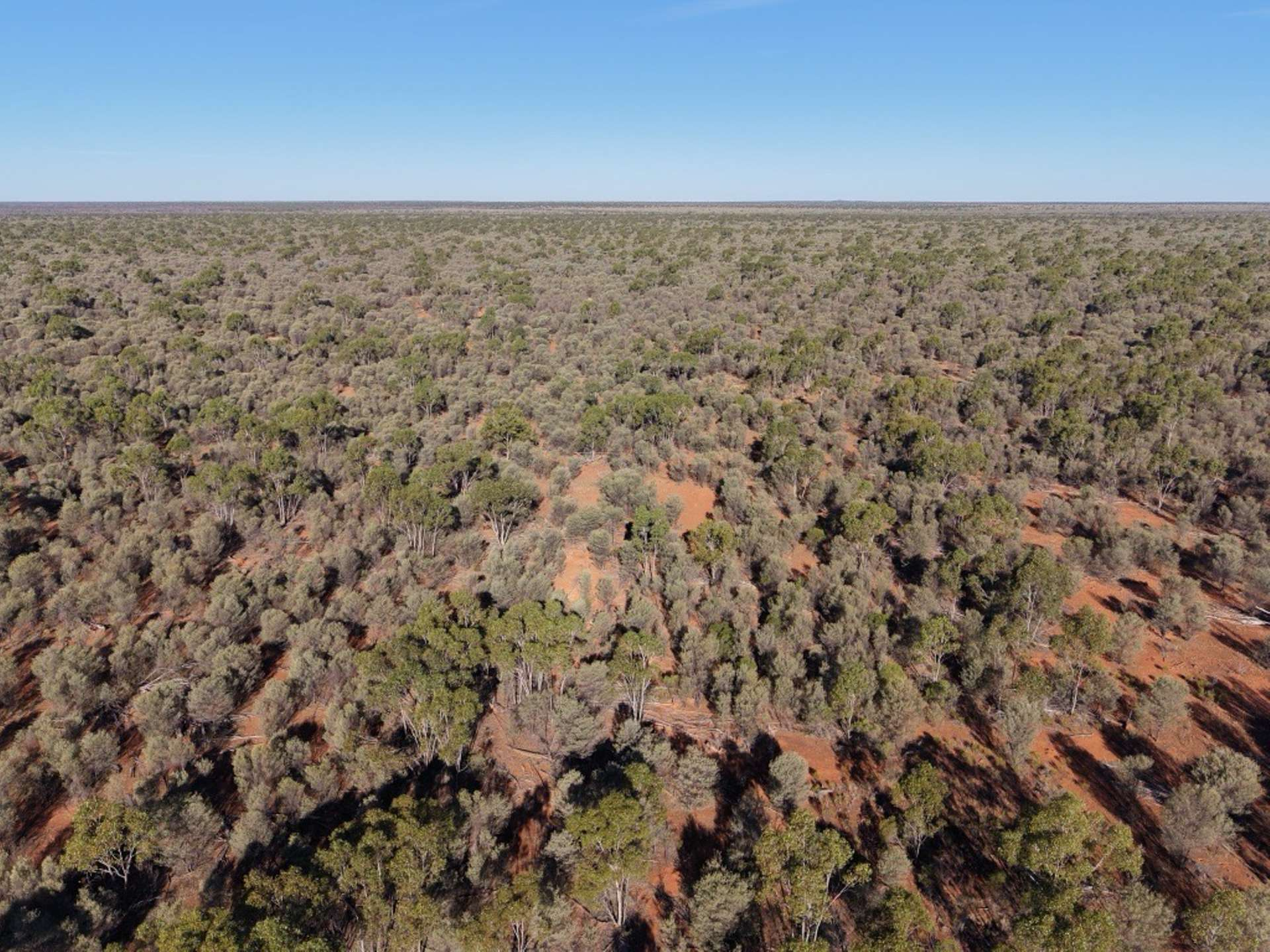 Carbon and cattle property for sale QLD