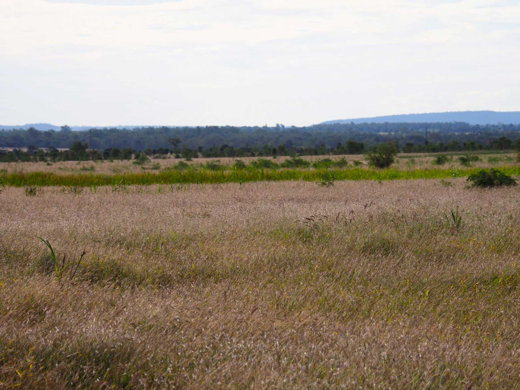 cattle property for sale QLD