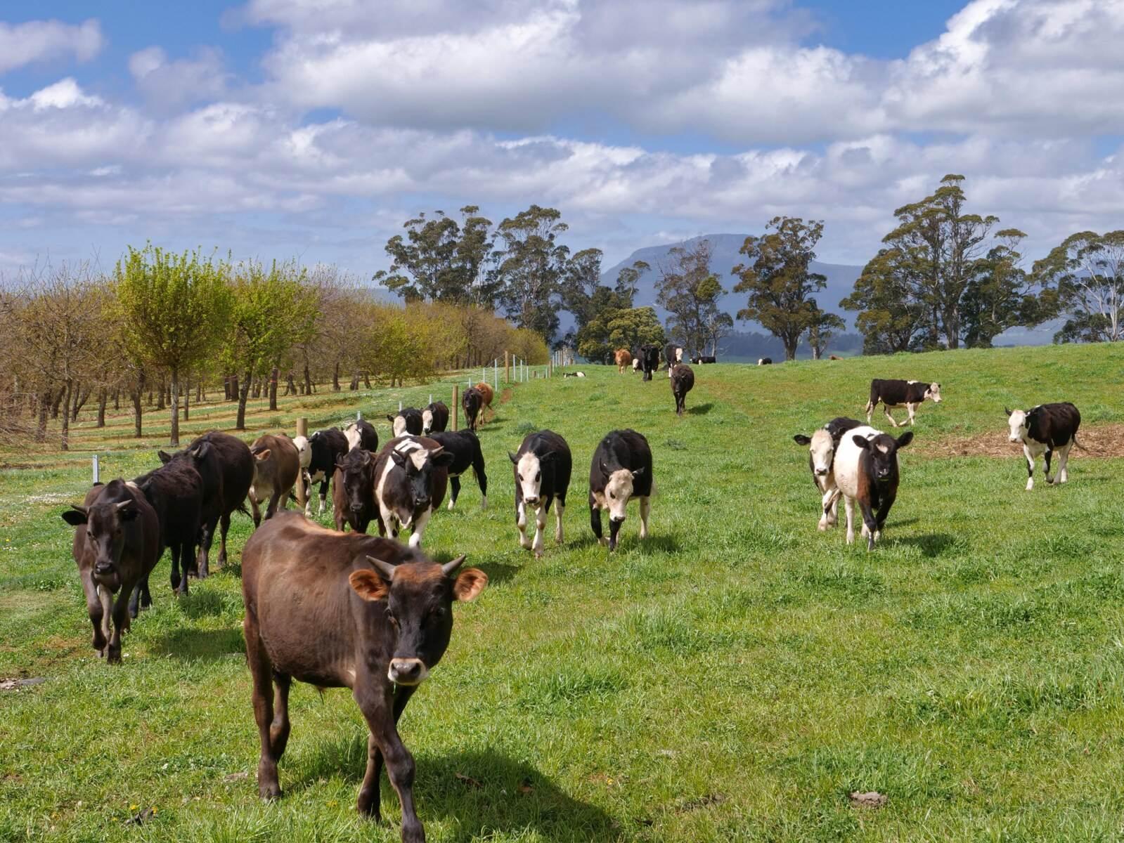 farms for sale tasmania