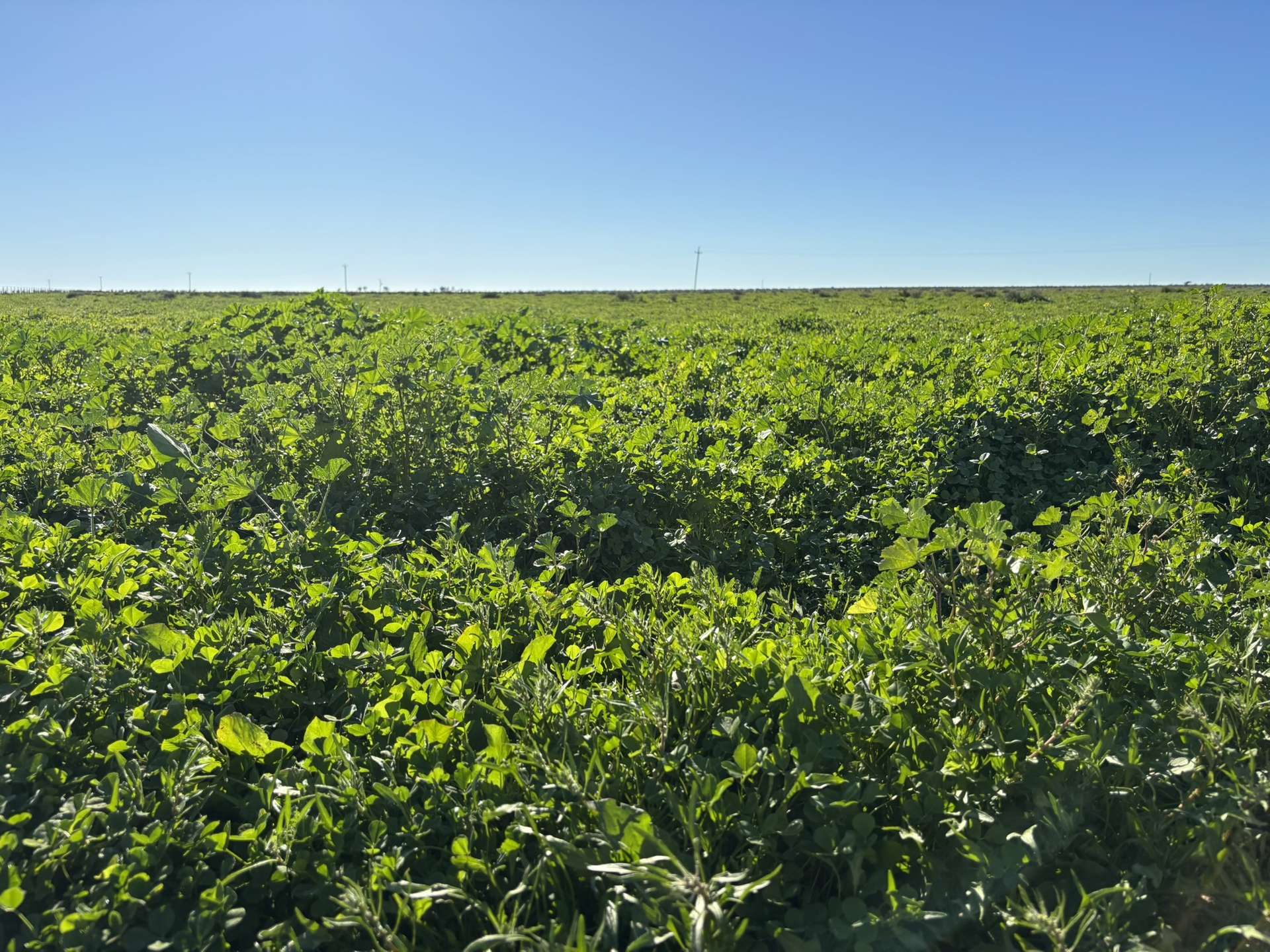 mixed farm for sale NSW