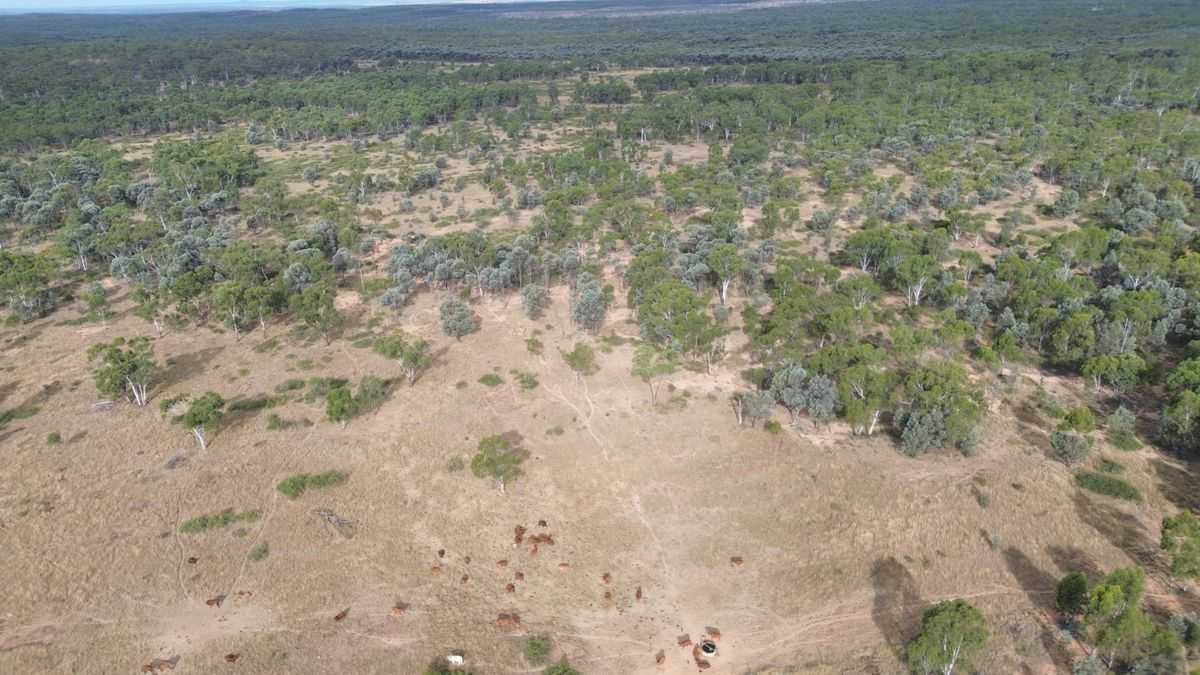 cattle property for sale QLD 