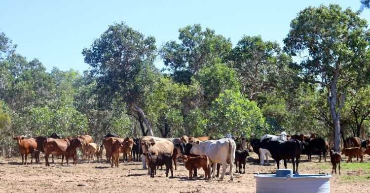 Cattle Station For Sale QLD