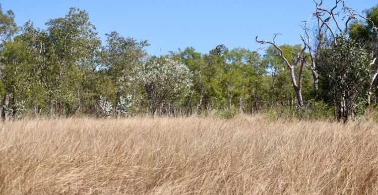 Cattle Station For Sale QLD