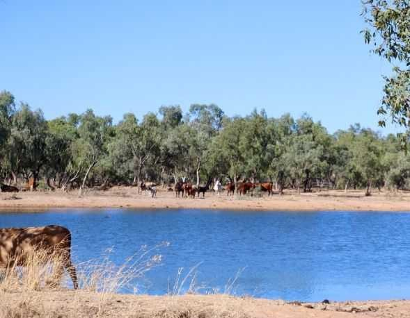 Cattle Station For Sale QLD