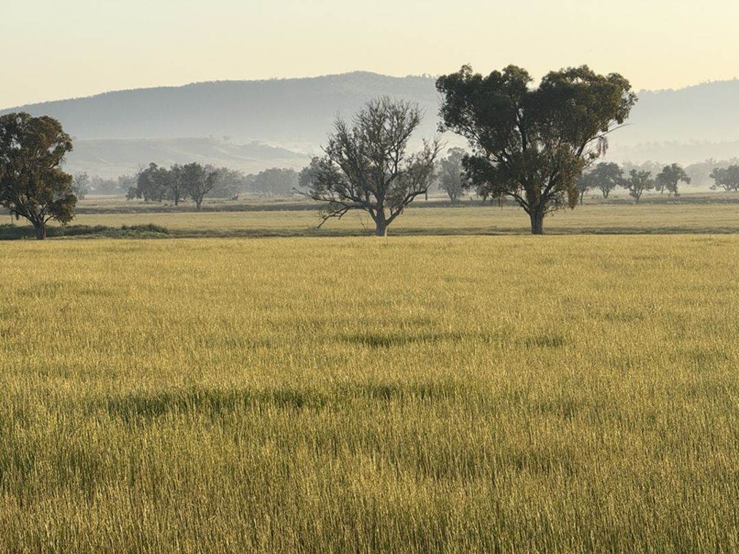 farm for sale NSW