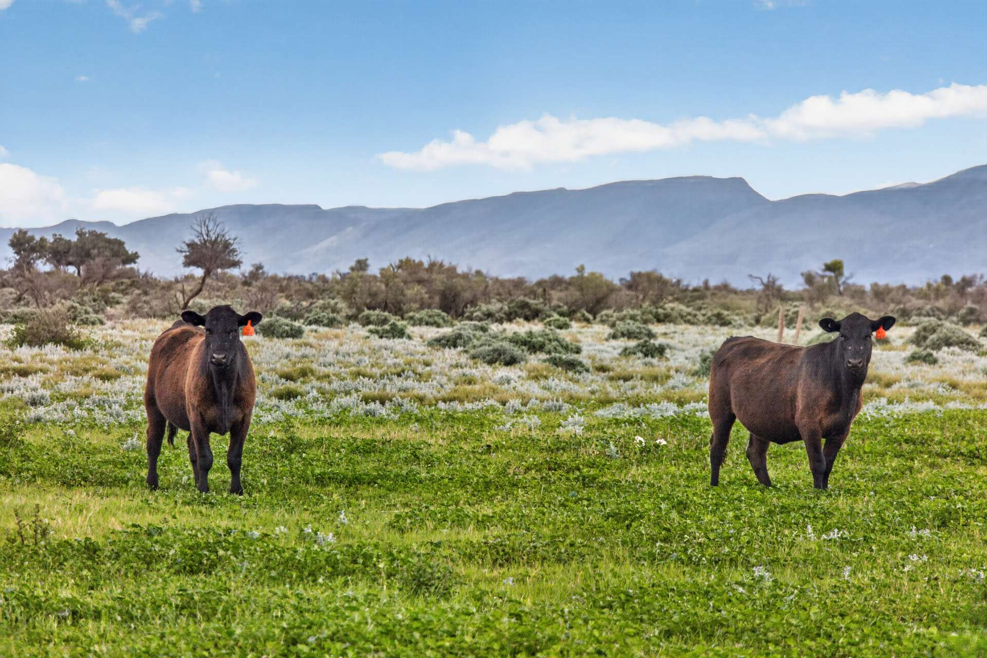 Cattle Station For Sale SA