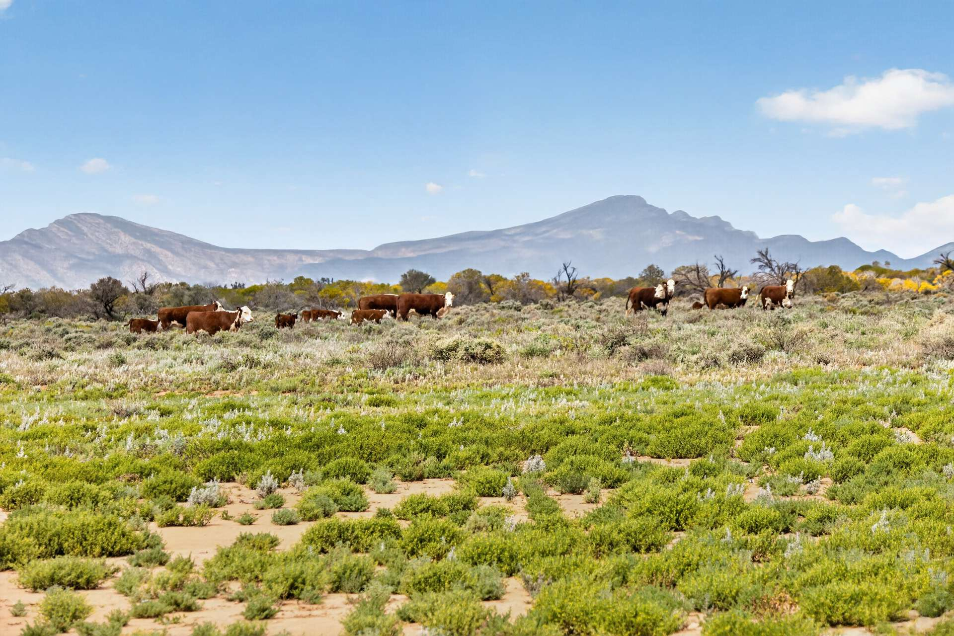Cattle Station For Sale SA