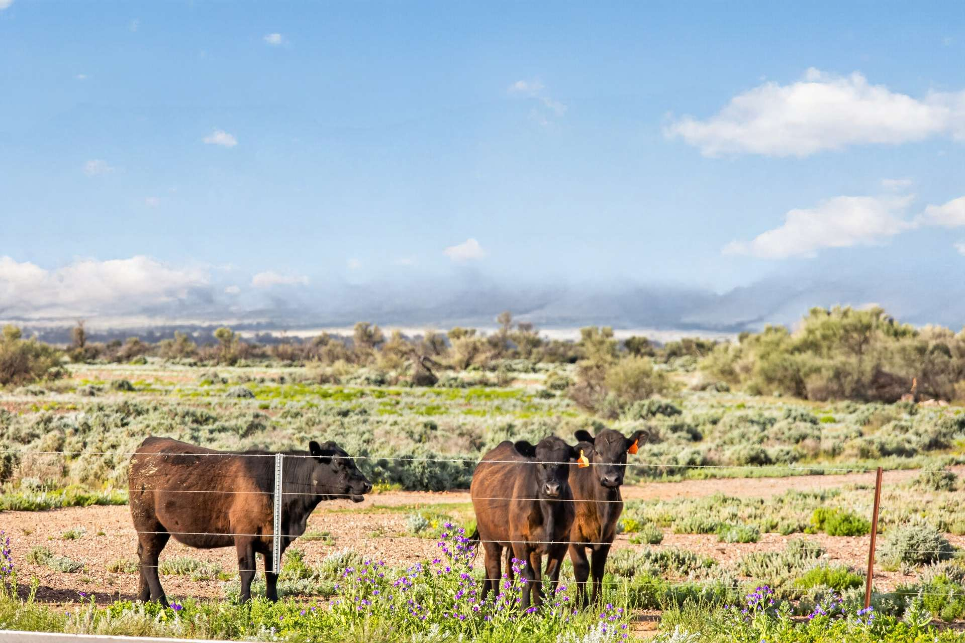 Cattle Station For Sale SA