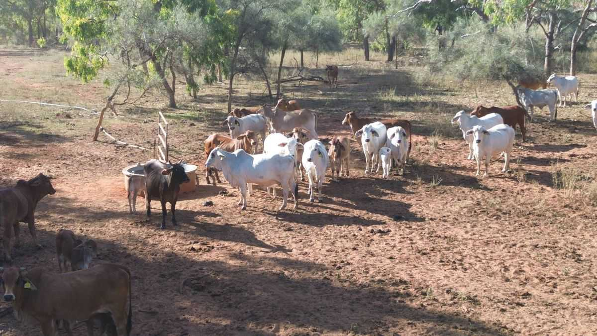 cattle property for sale QLD