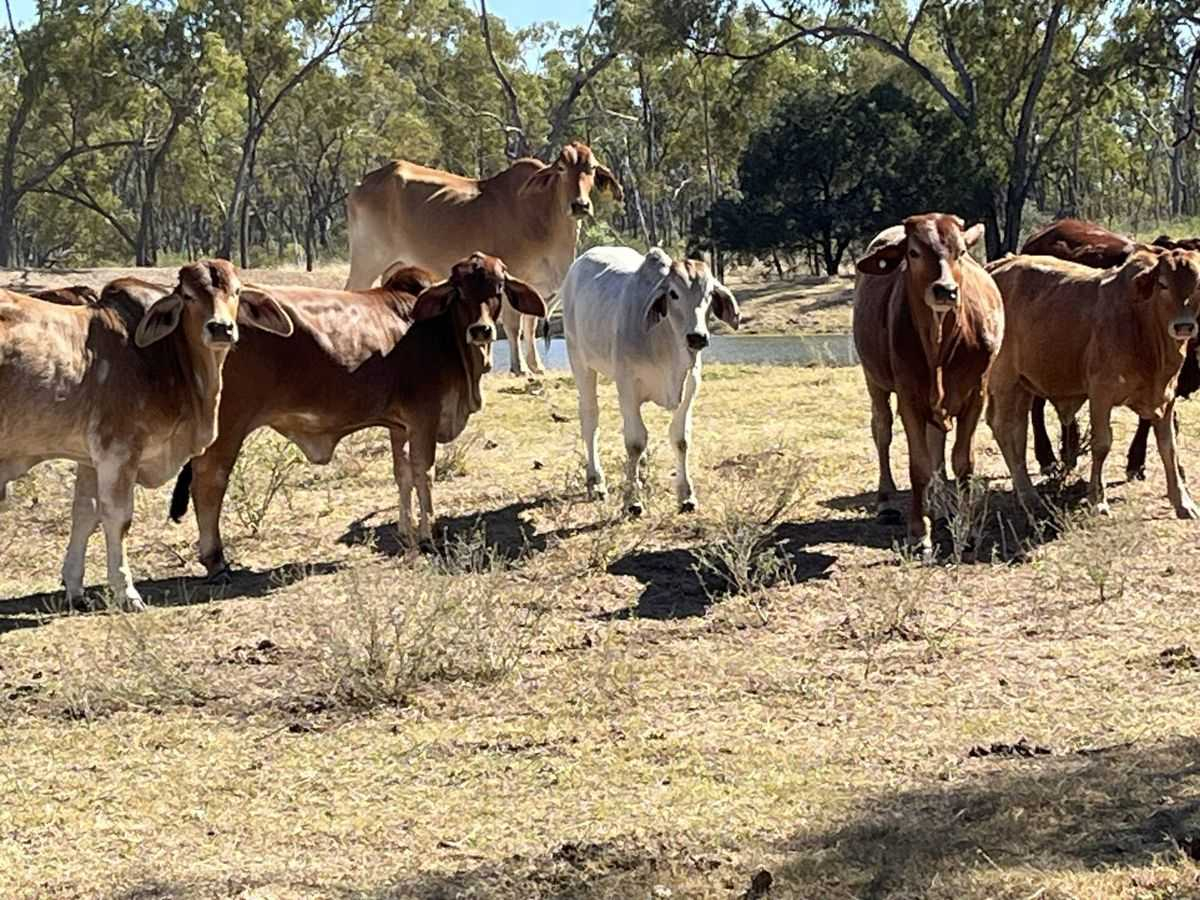 Cattle Property For Sale QLD