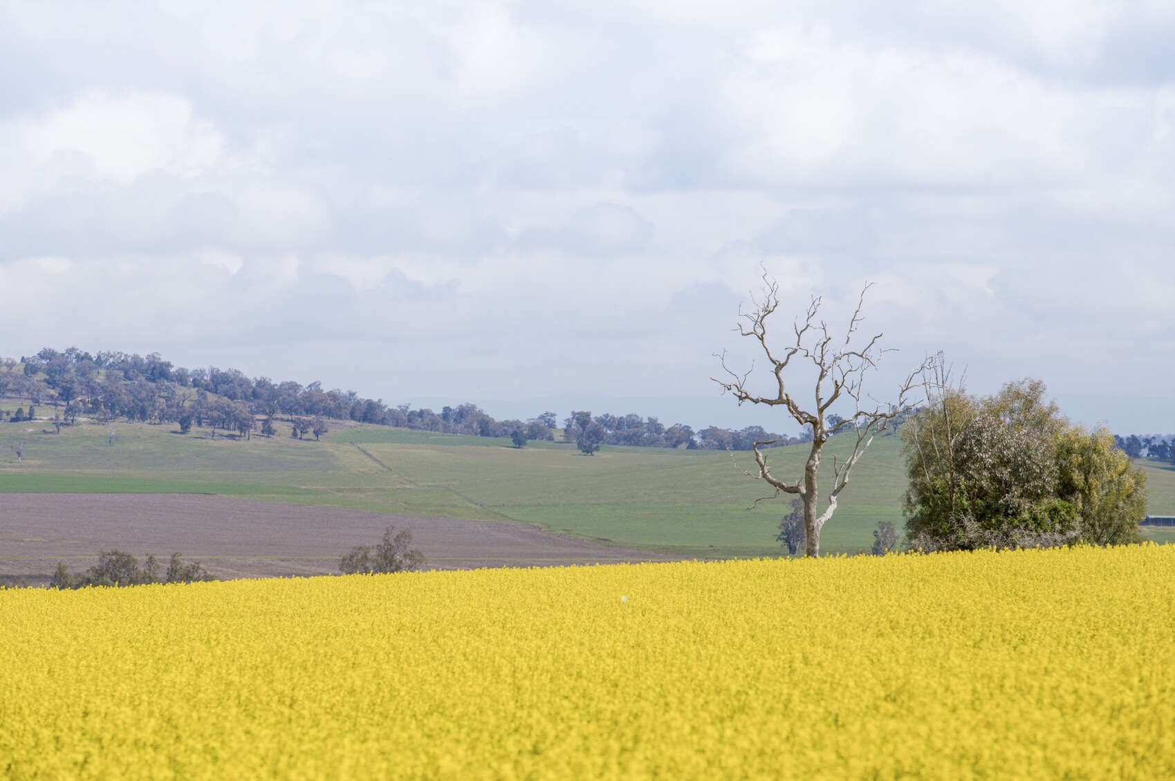 Rural Properties For Sale Tamworth NSW