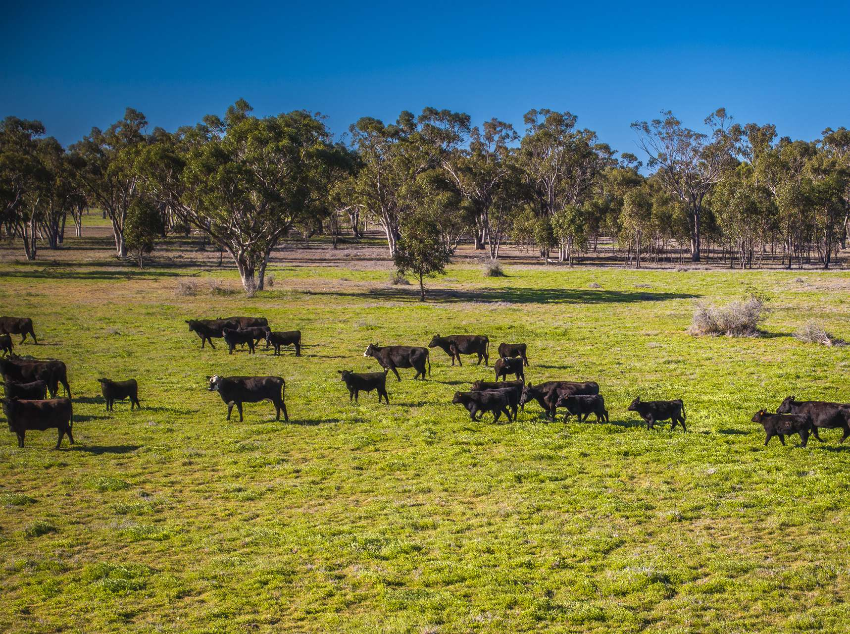 Mixed Farm For Sale NSW