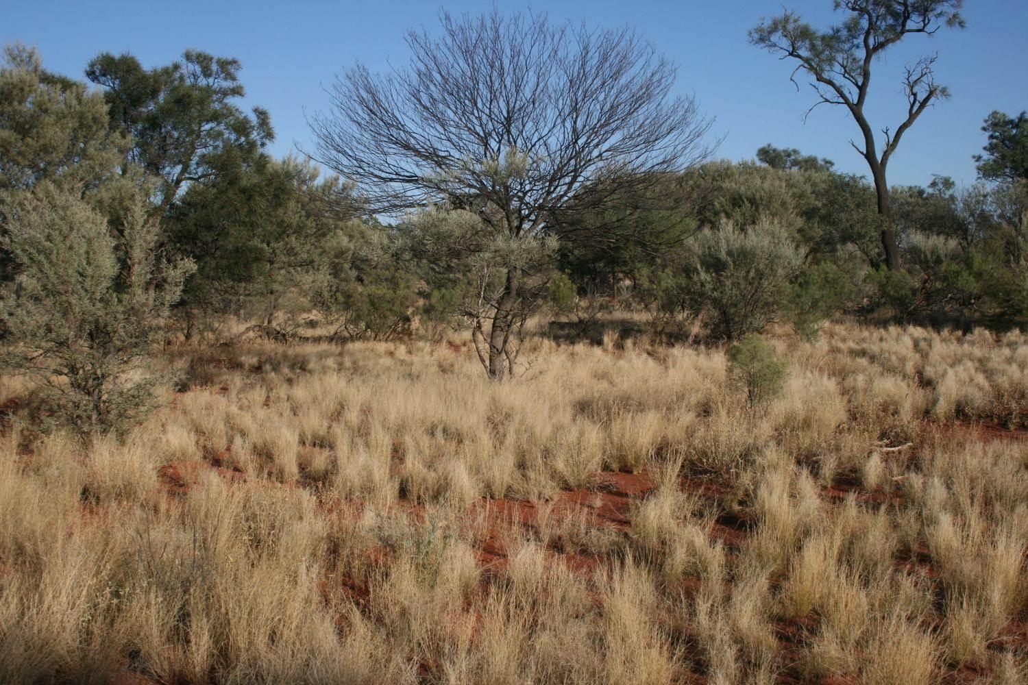 Cattle Property For Sale Queensland