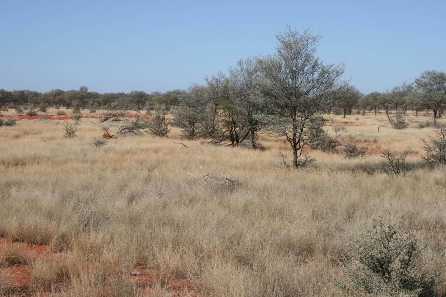 Cattle Property For Sale Queensland