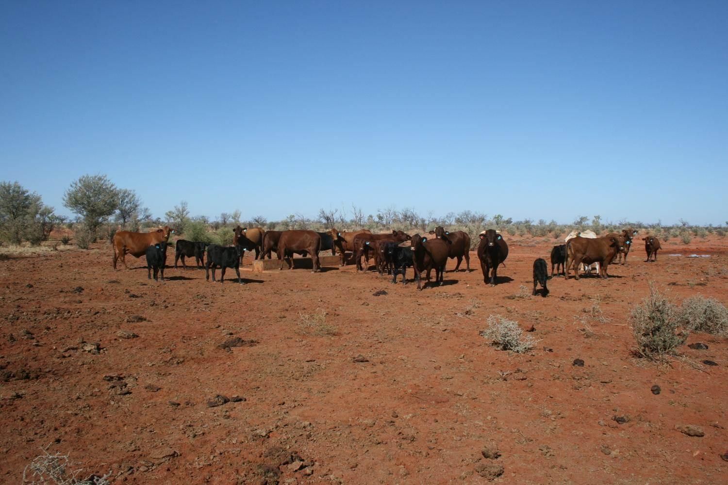 Cattle Property For Sale Queensland