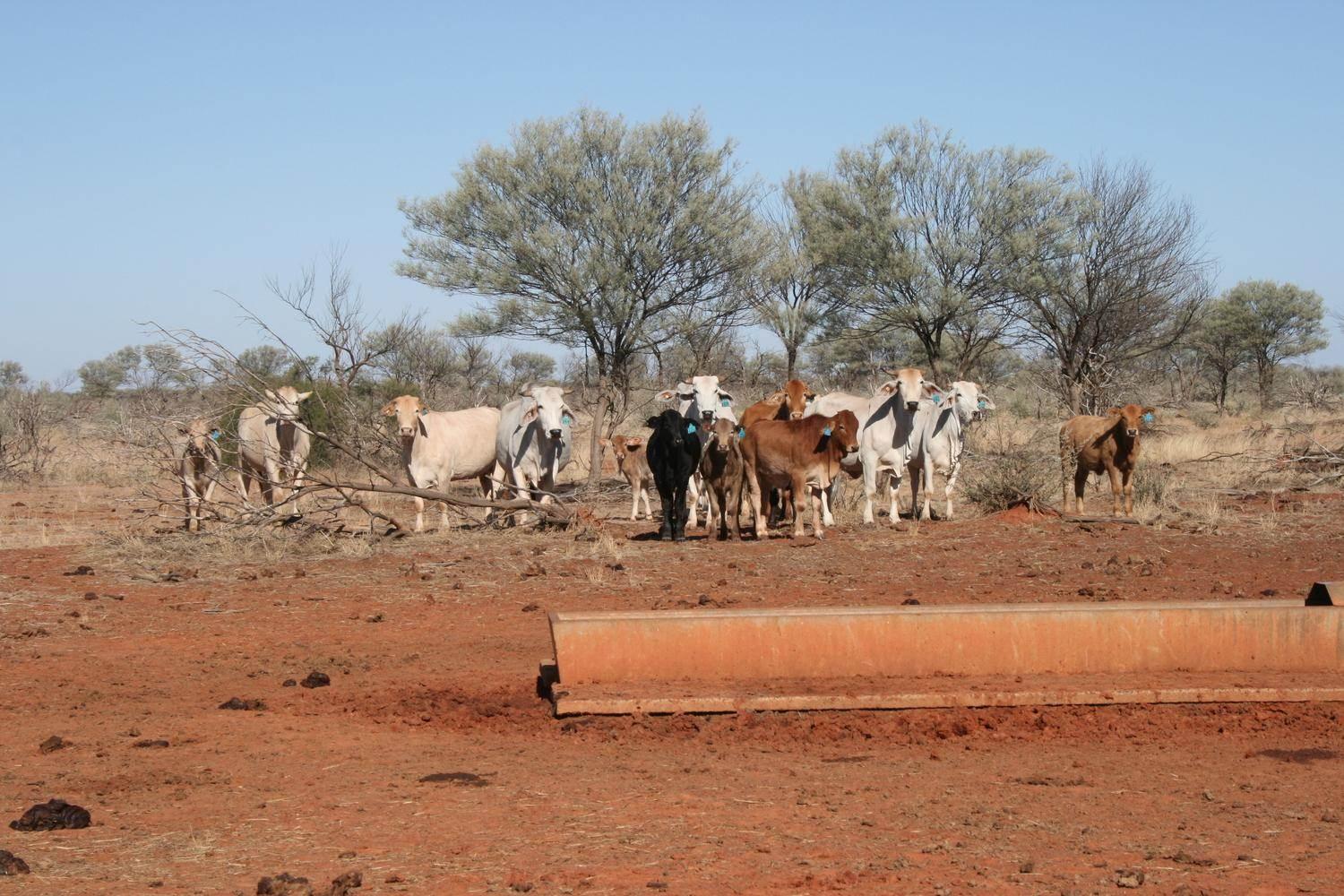 Large Scale Cattle Property For Sale Western Queensland