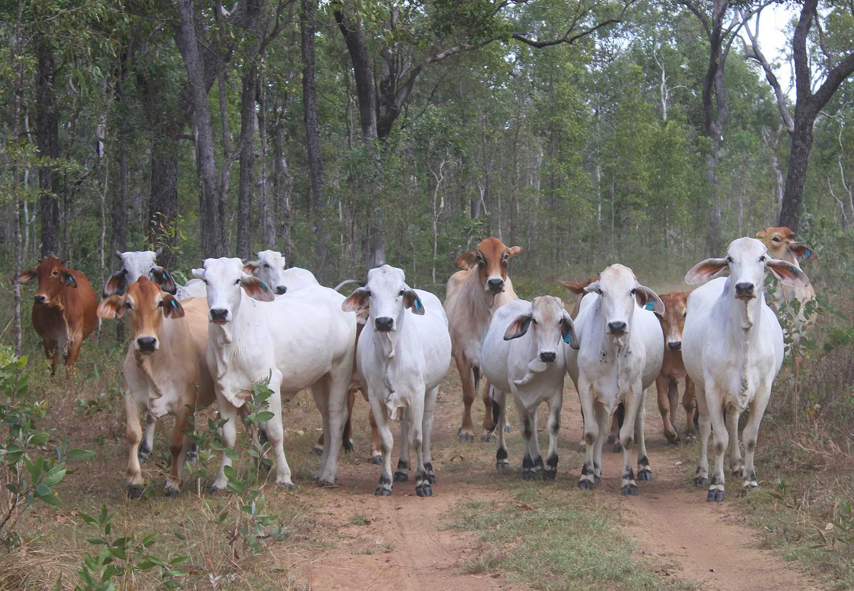 cattle station for sale QLD