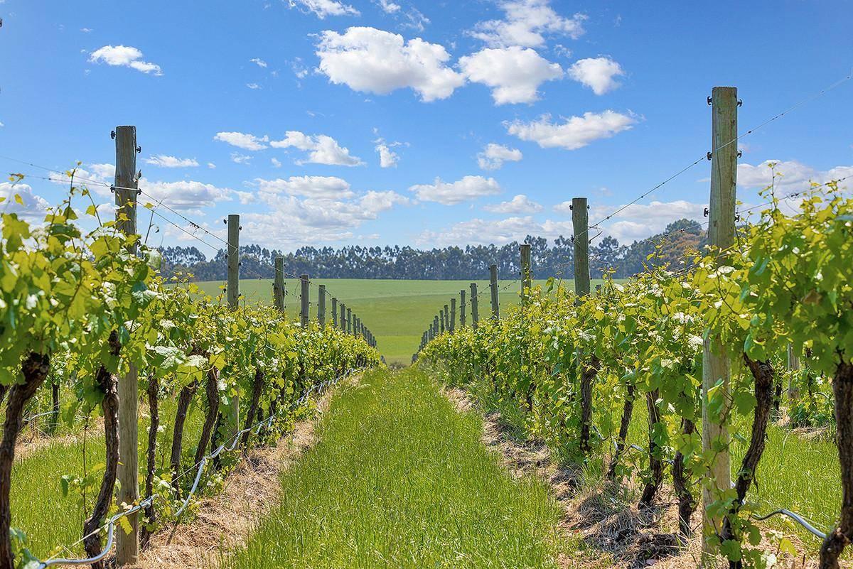 Wineries For Sale