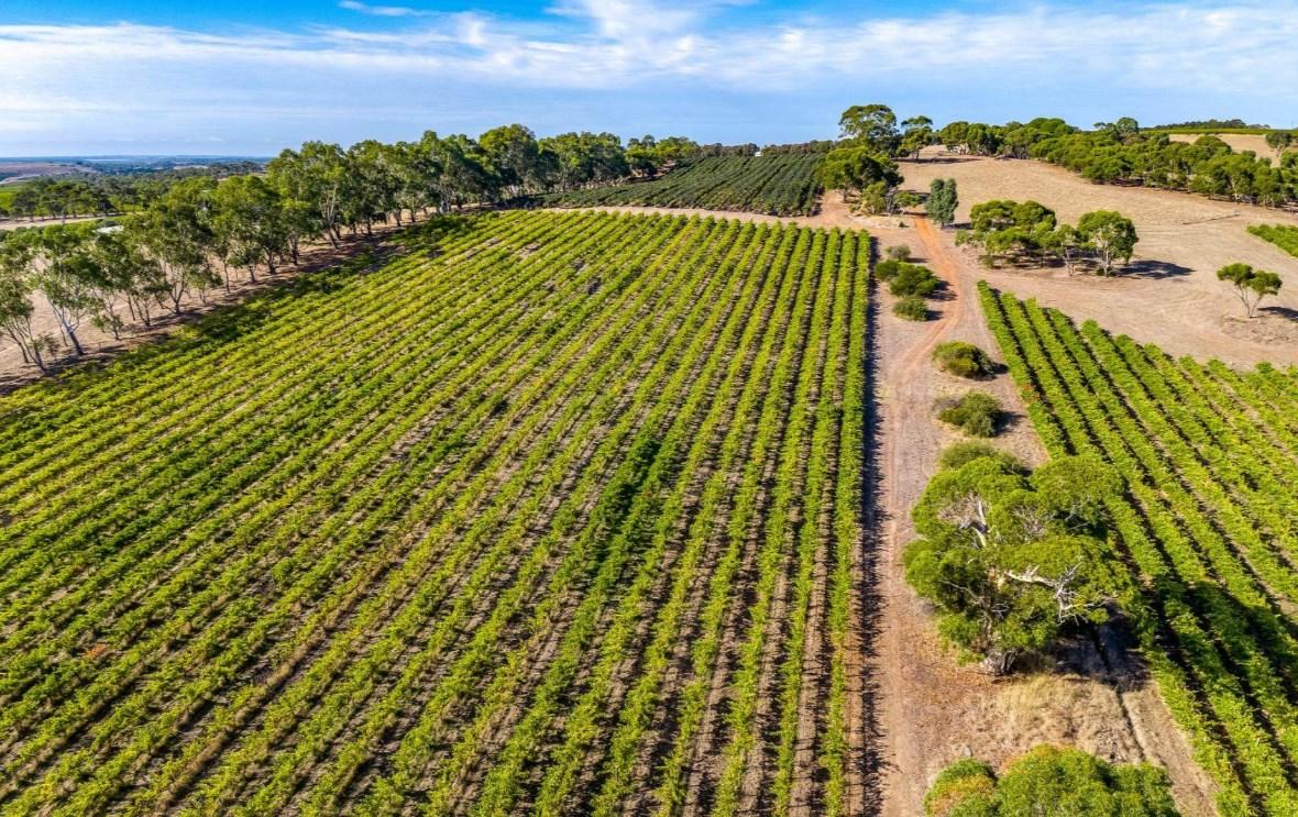 Wineries For Sale Australia