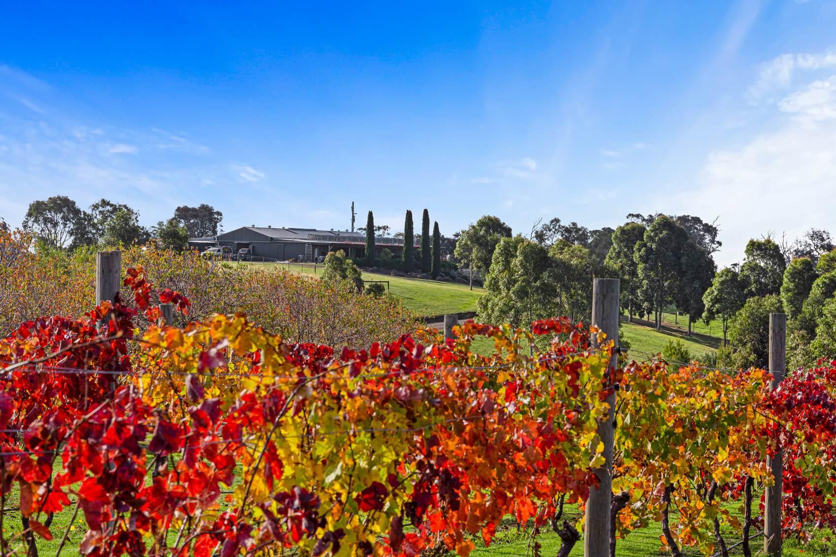 winery for sale Australia 