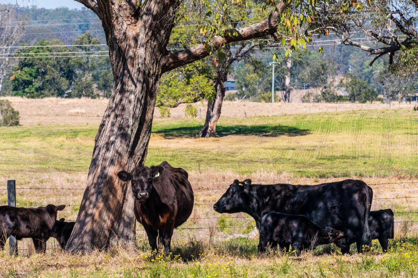 Rural Property For Sale Mid North Coast NSW