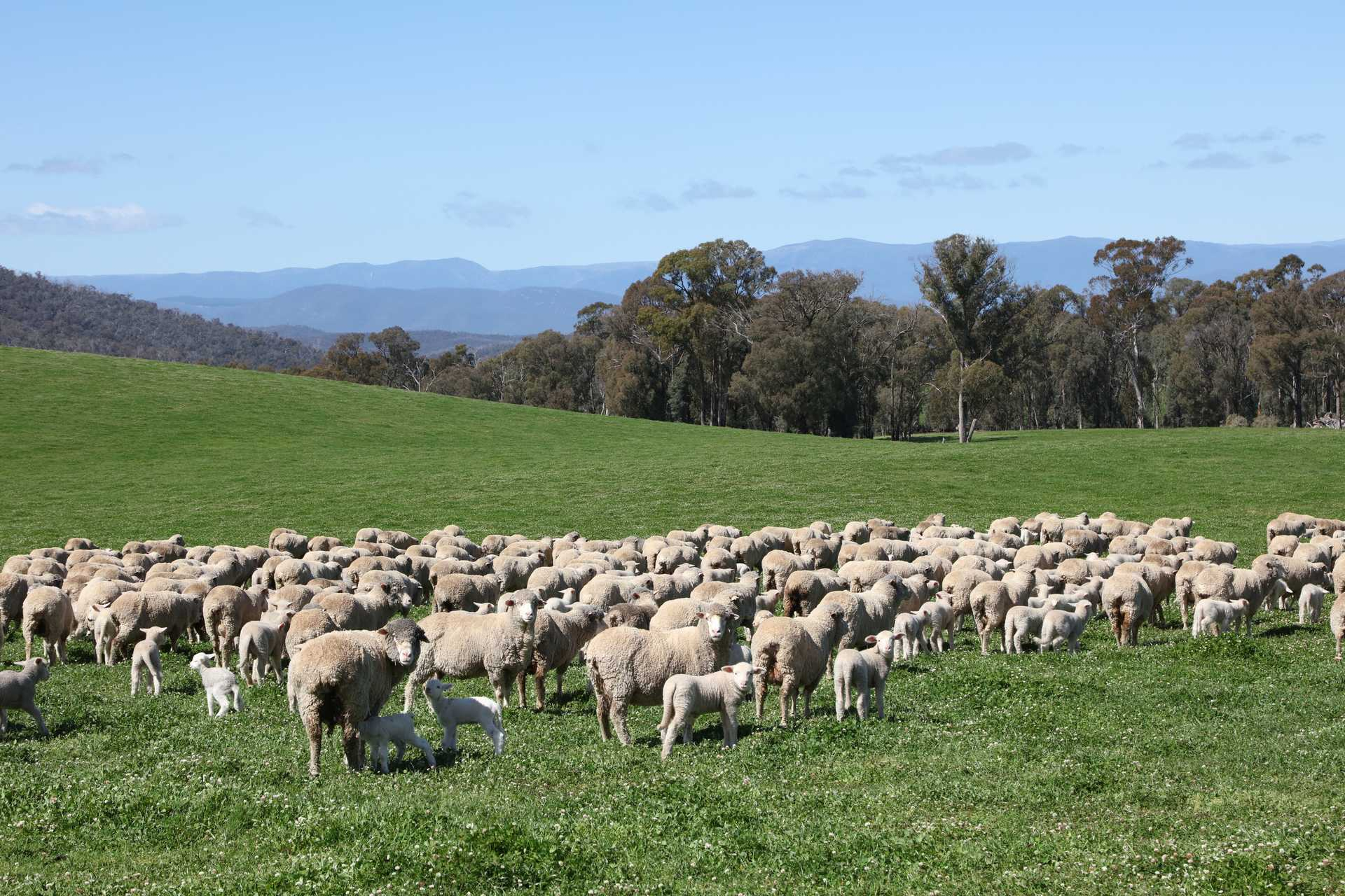 cattle station for sale NSW