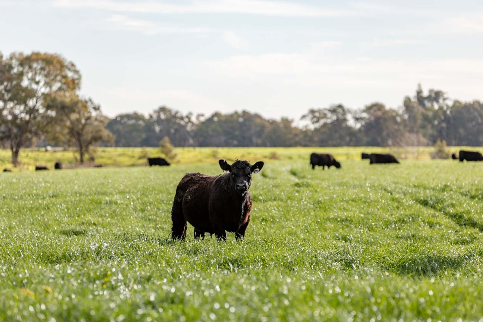 rural property for sale NSW