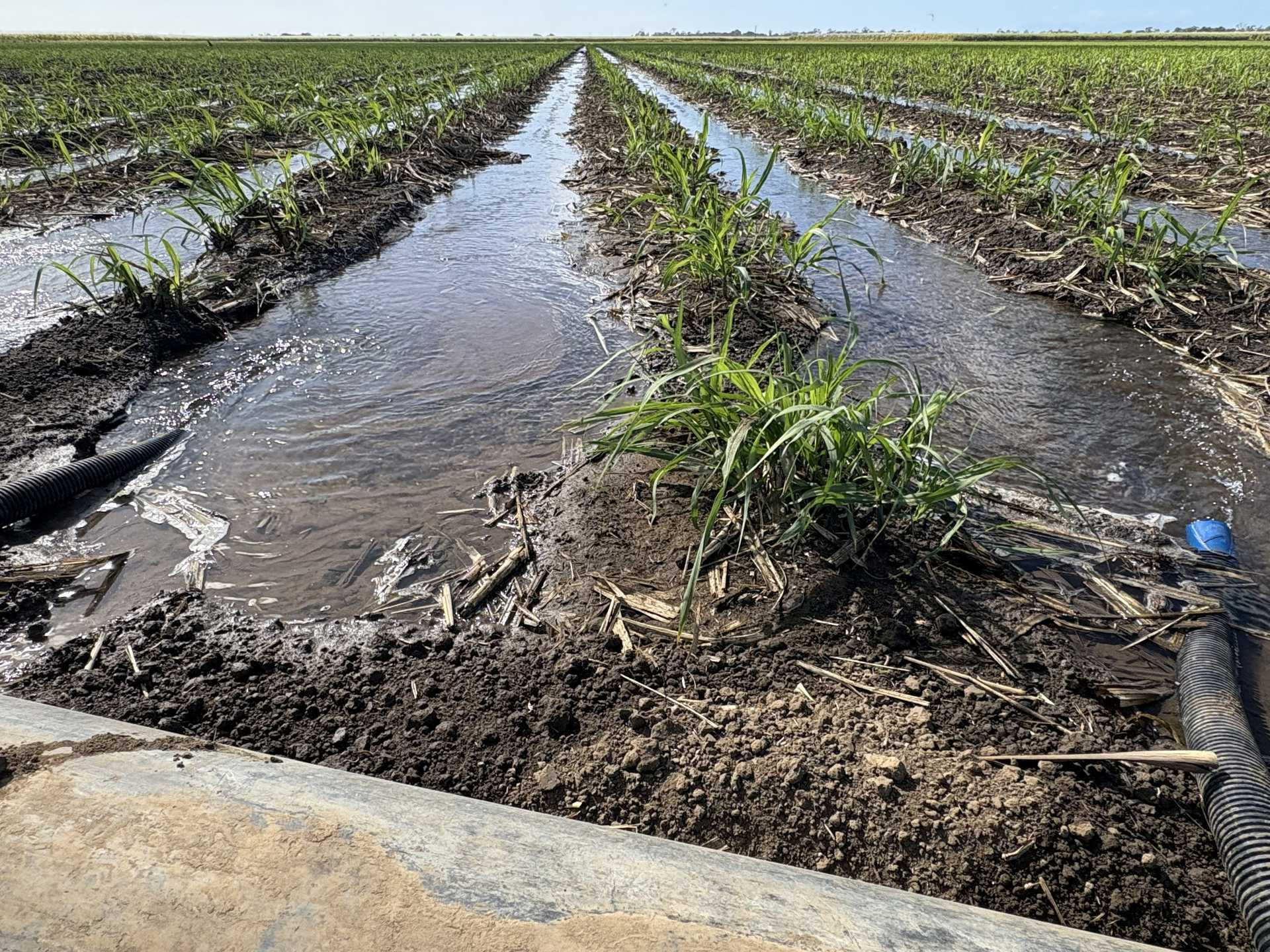 Sugarcane Farm For Sale QLD
