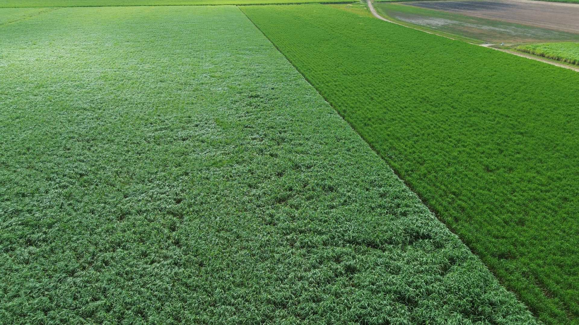 Sugarcane Farm For Sale QLD