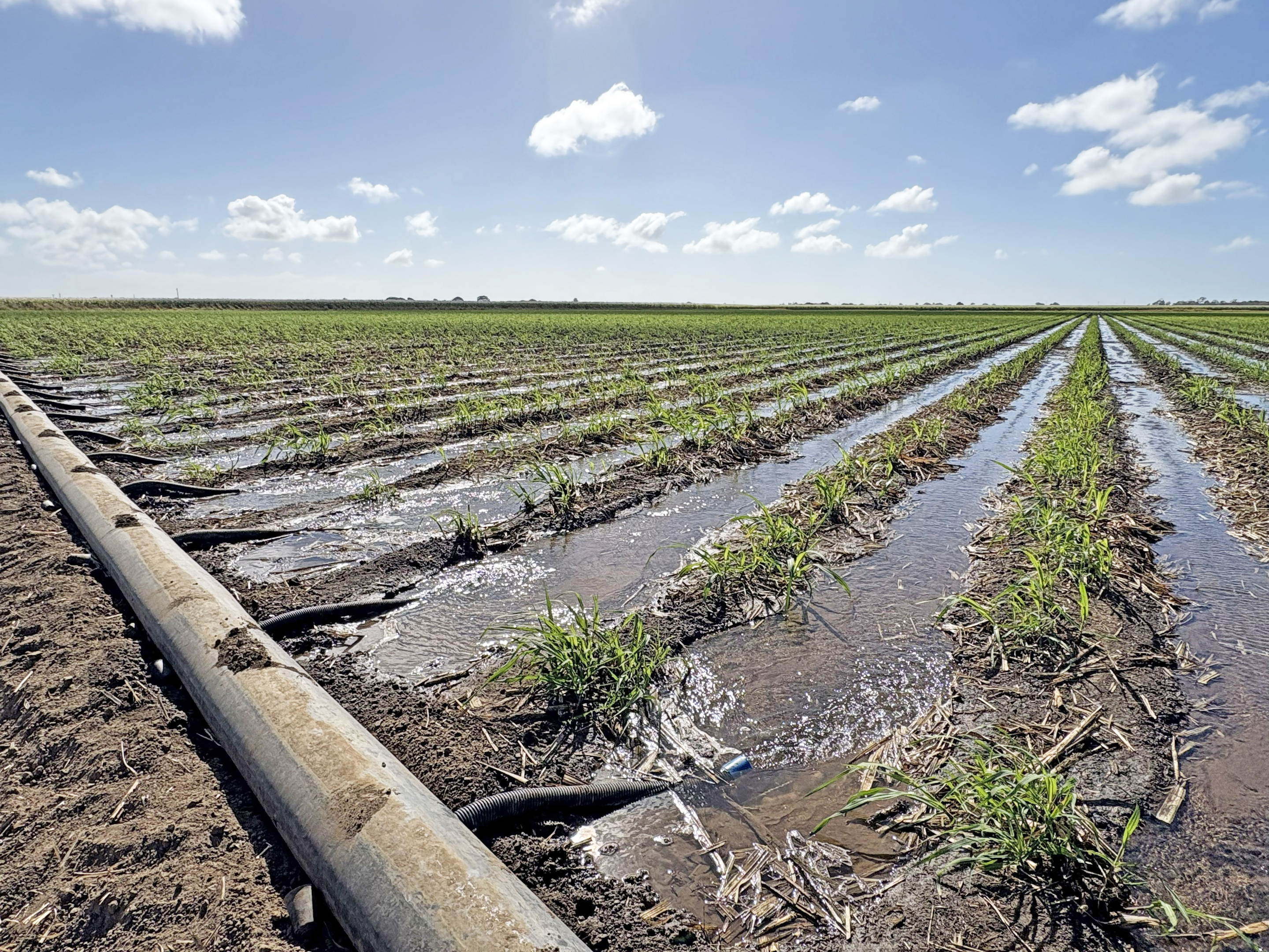 Sugarcane Farm For Sale QLD