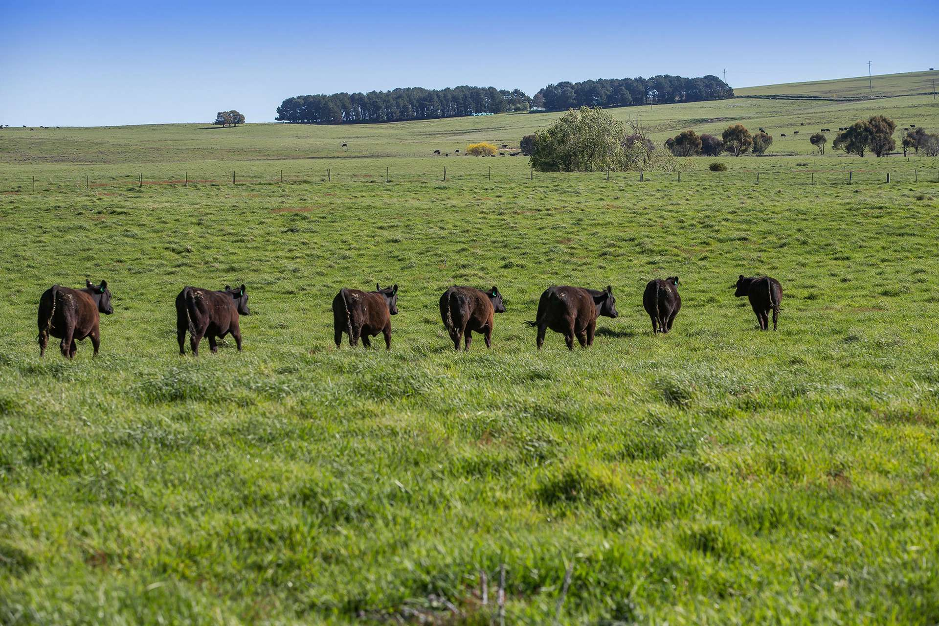 cattle property for sale NSW