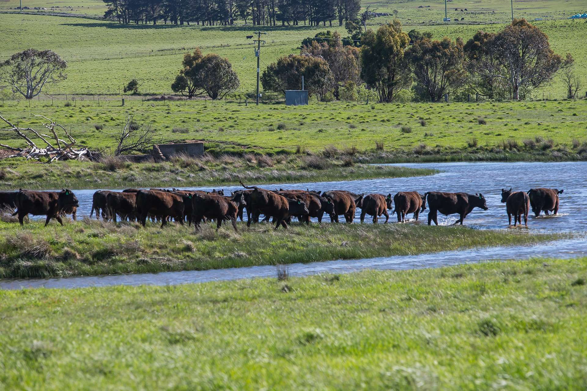 cattle property for sale NSW
