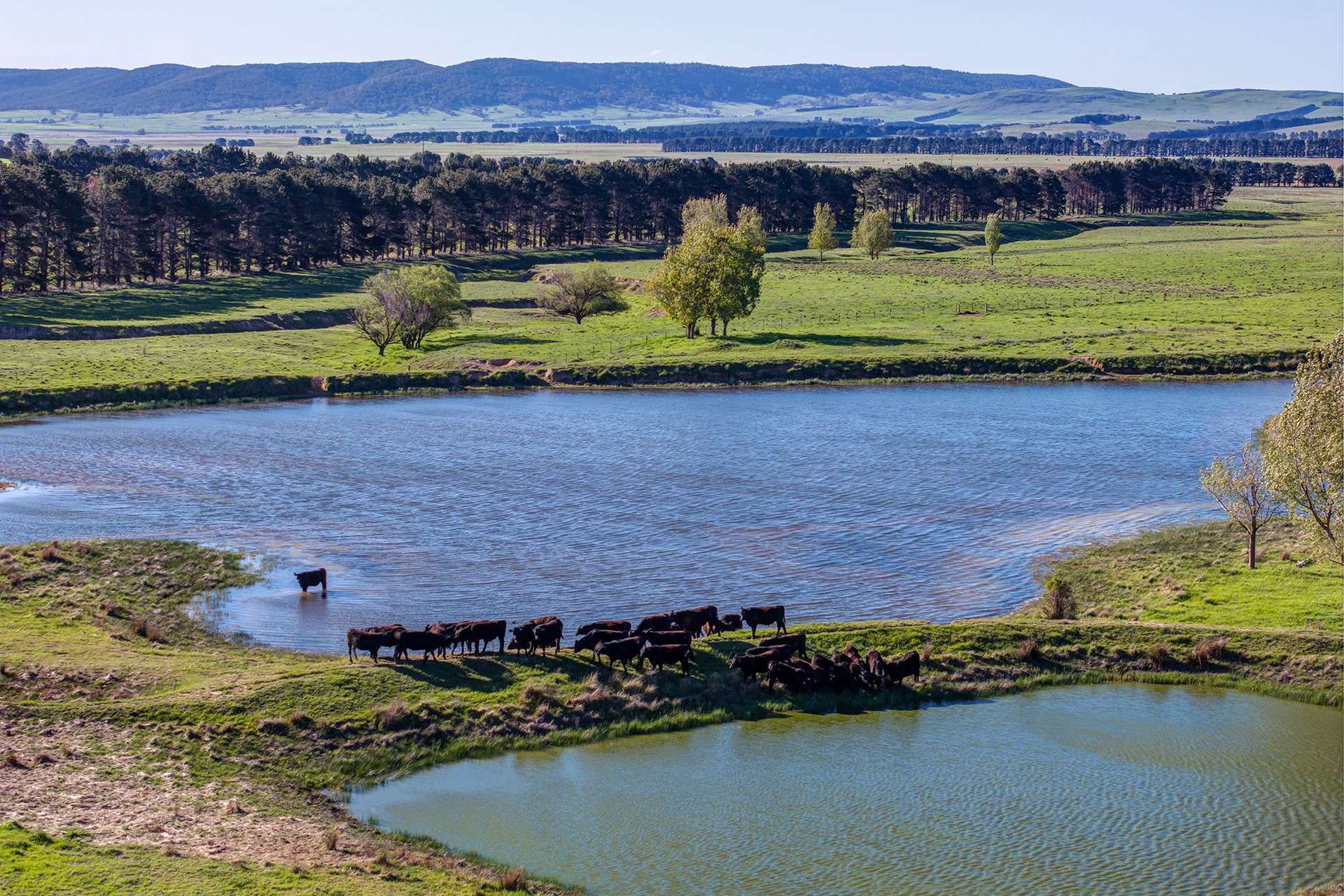 cattle property for sale NSW