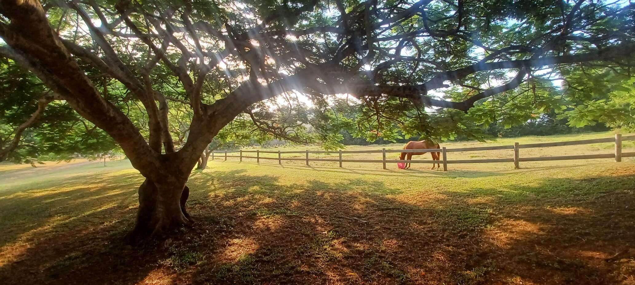 Real Estate For Sale Noosa Hinterland