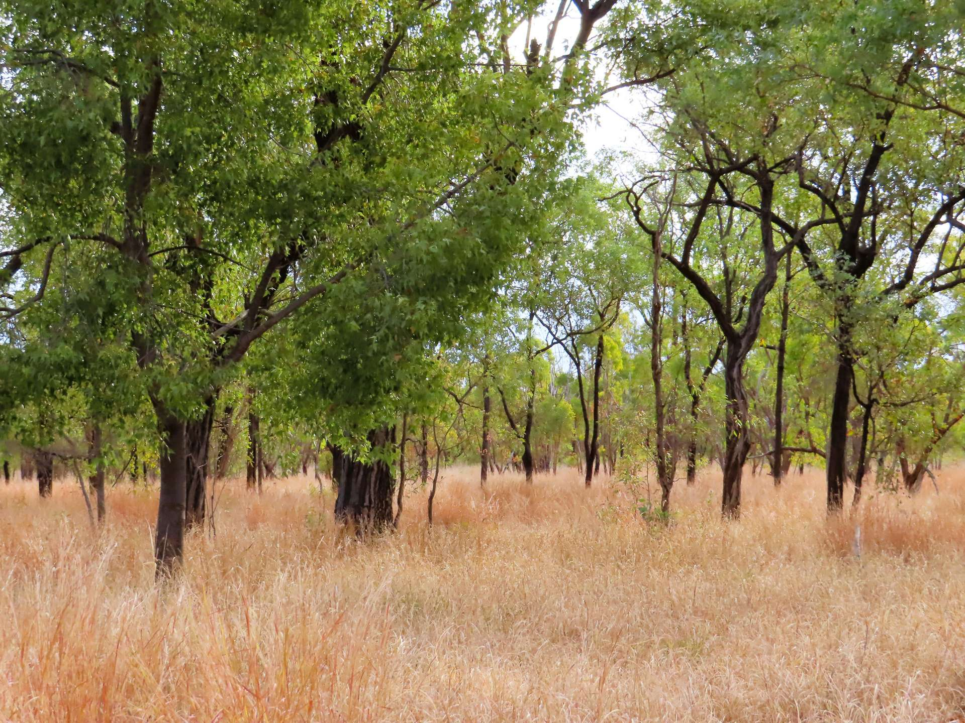 Cattle Station For Sale QLD