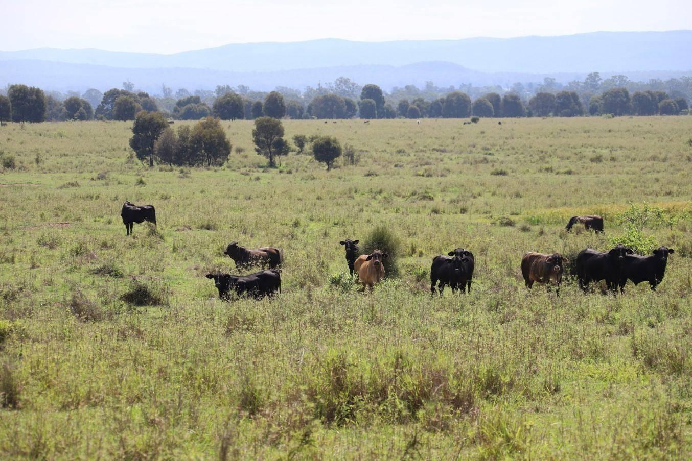 cattle property for sale Qld