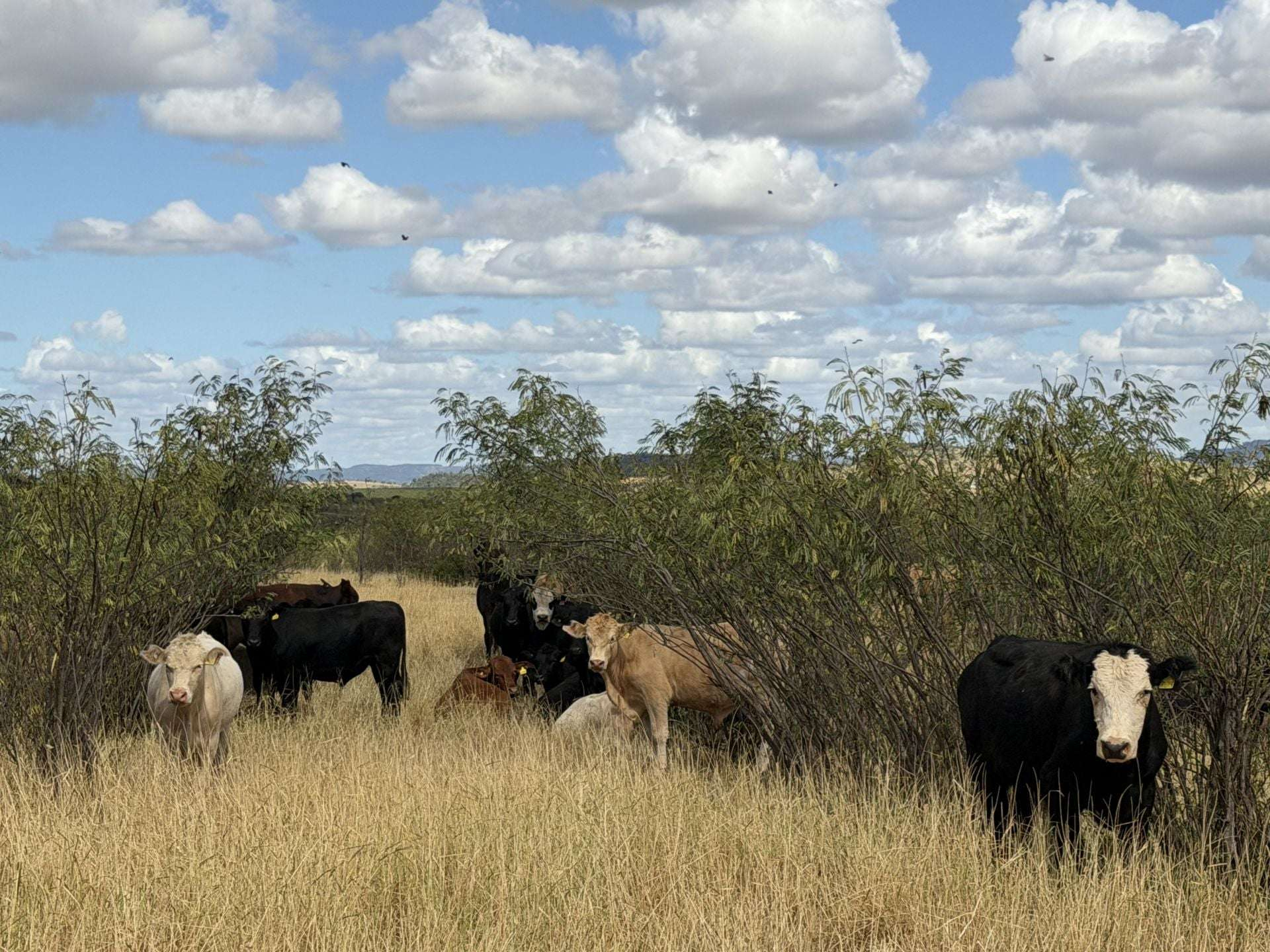 Mixed Farm For Sale QLD