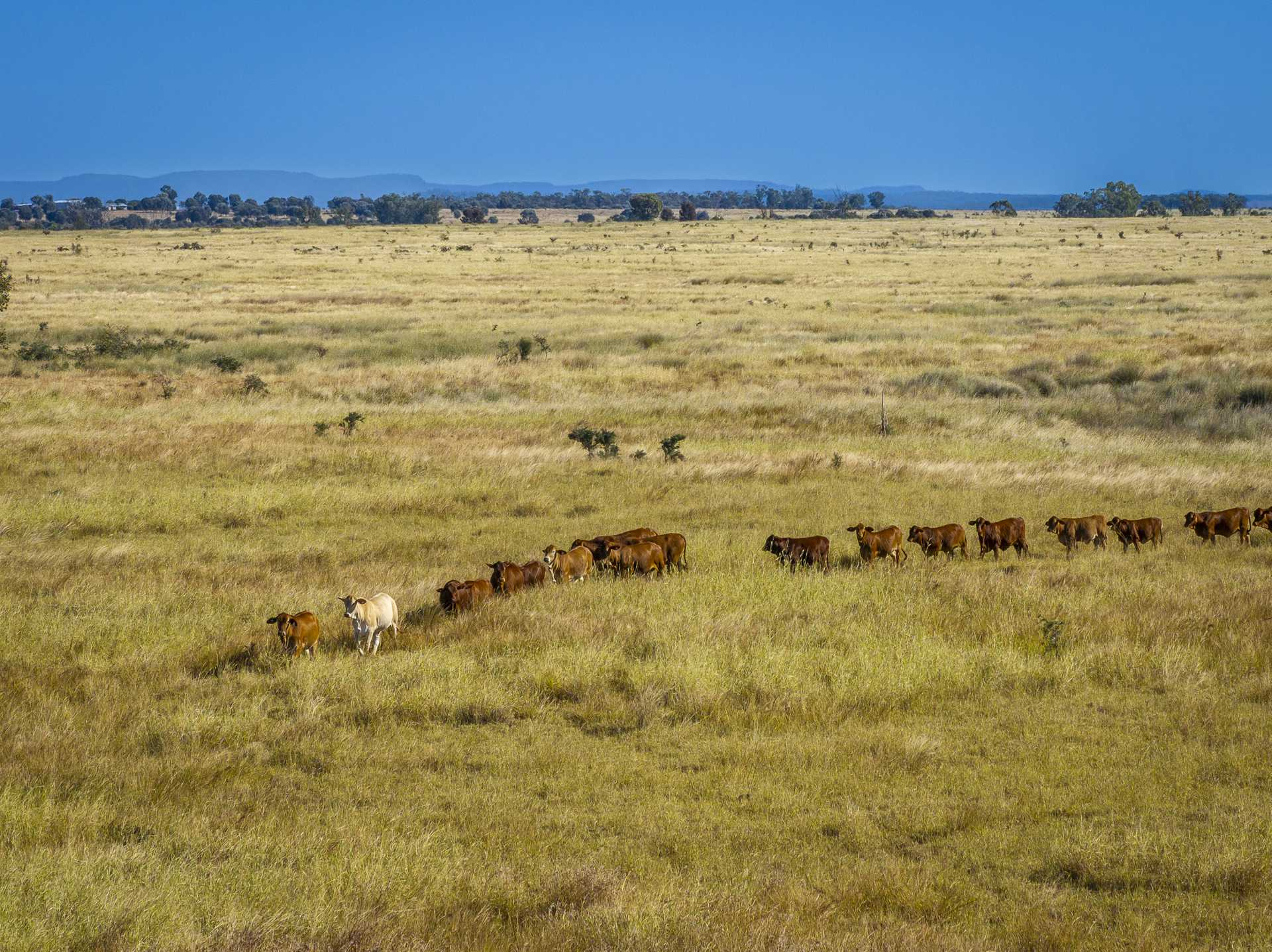cattle property for sale QLD