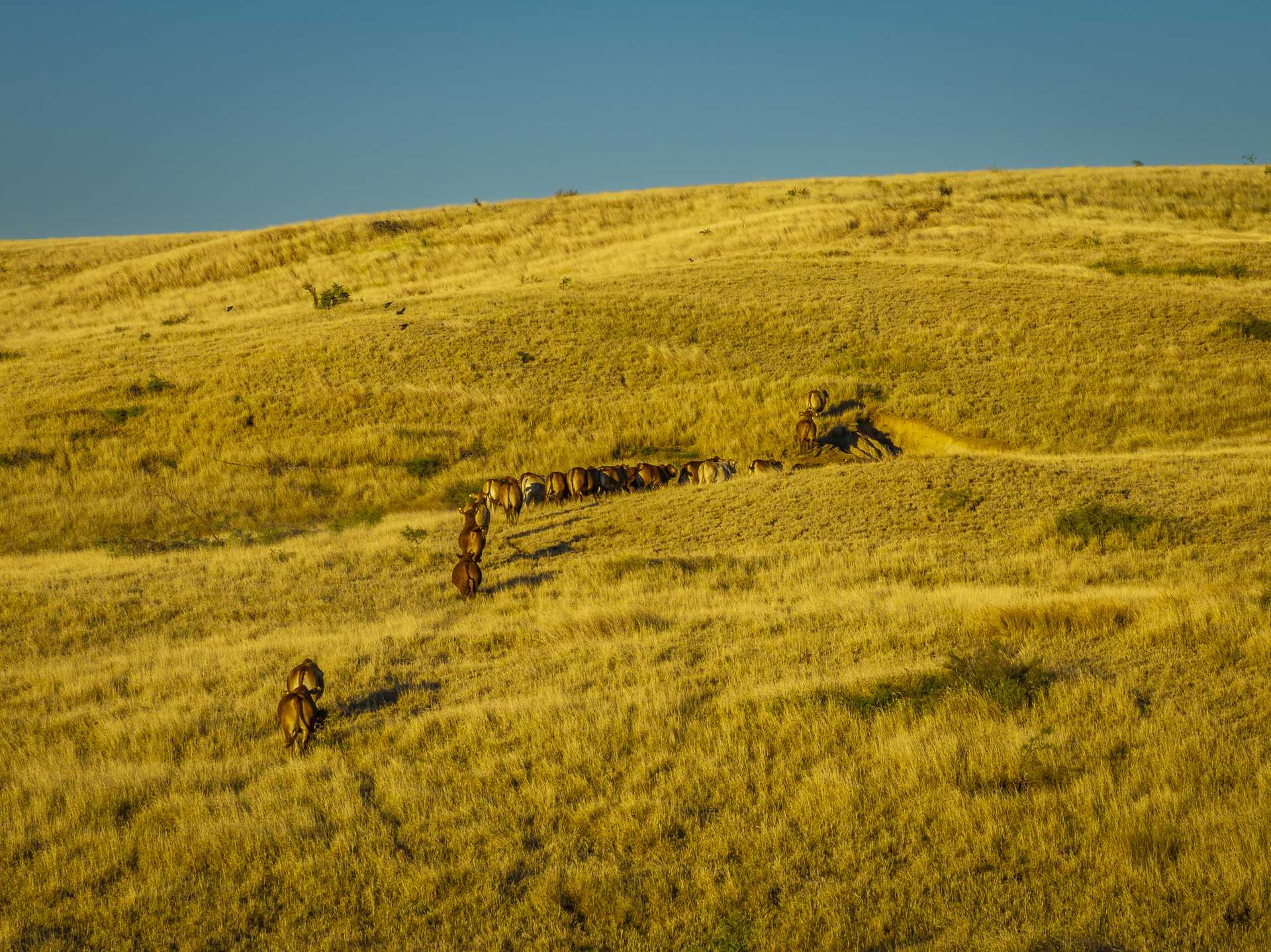 cattle property for sale QLD