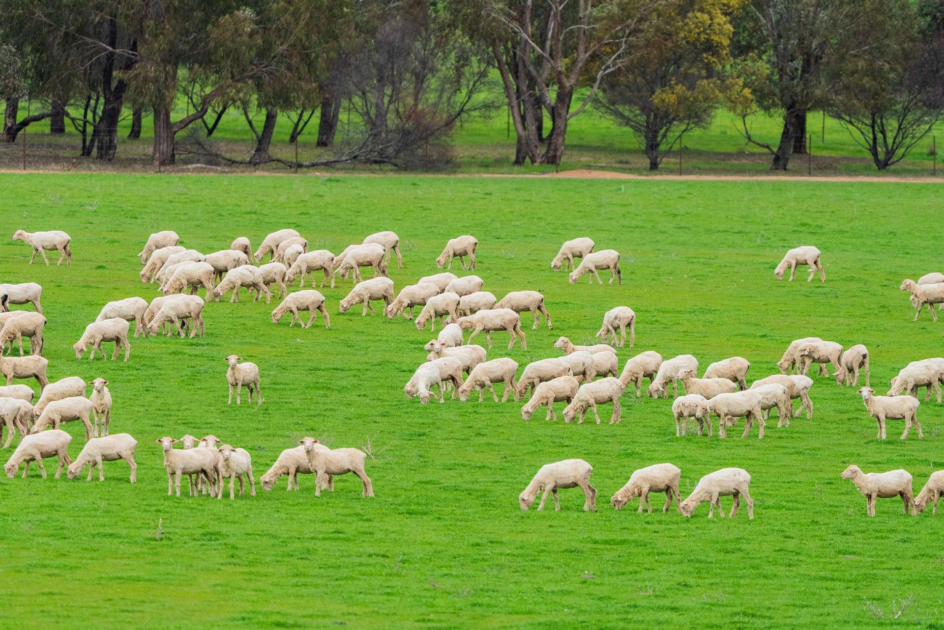 mixed farm for sale NSW