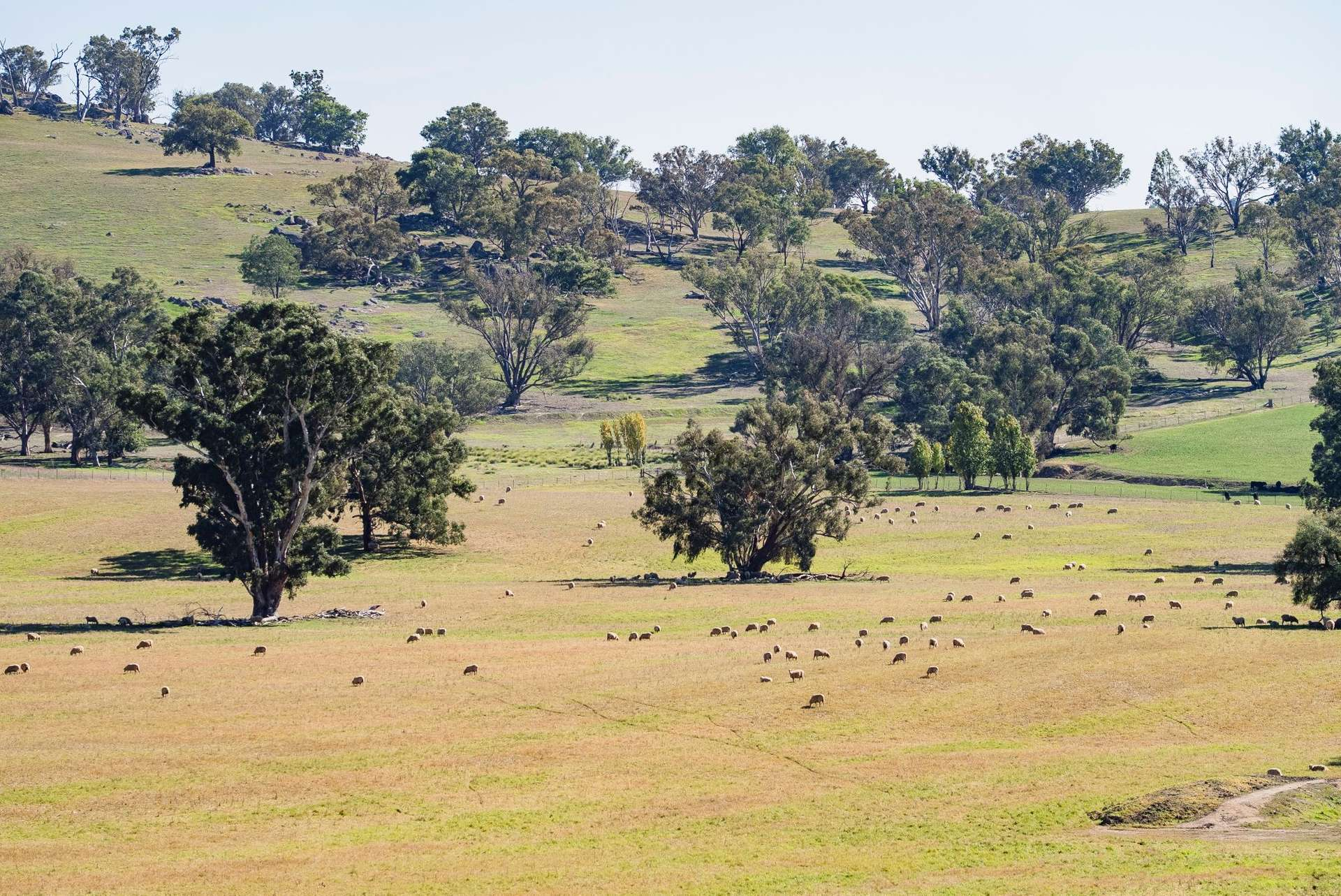Mixed Farm For Sale NSW
