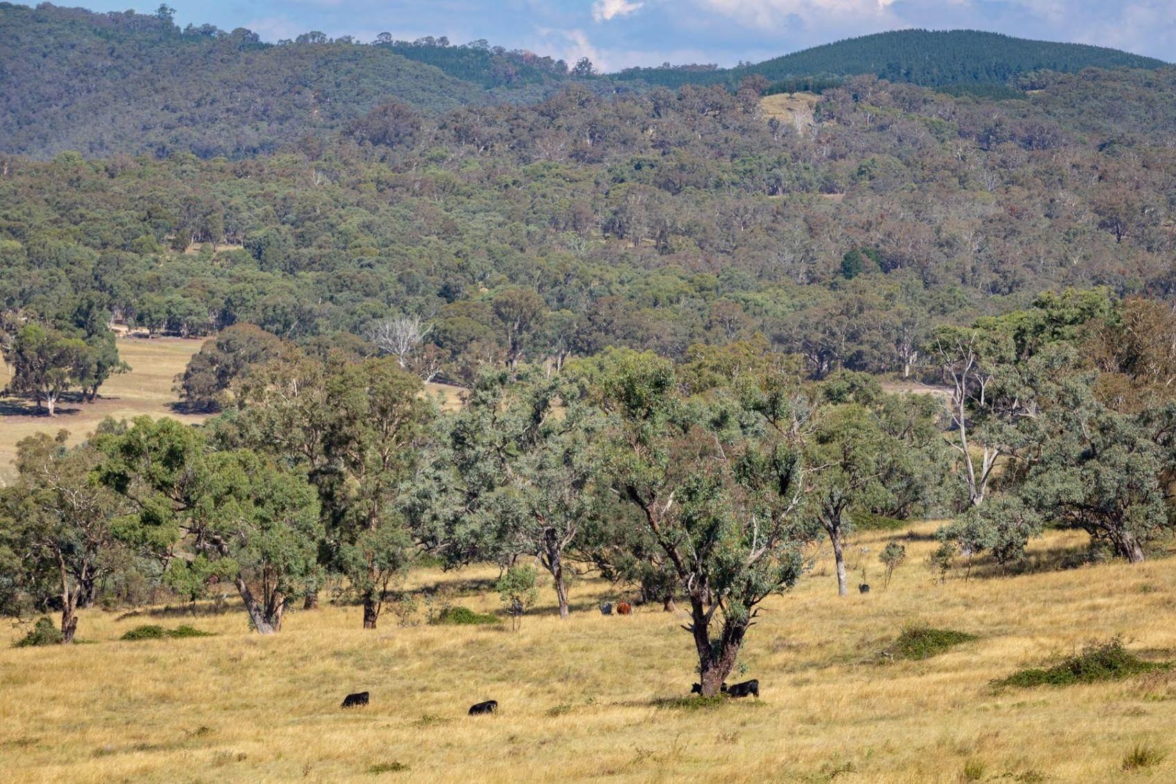 rural property for sale NSW