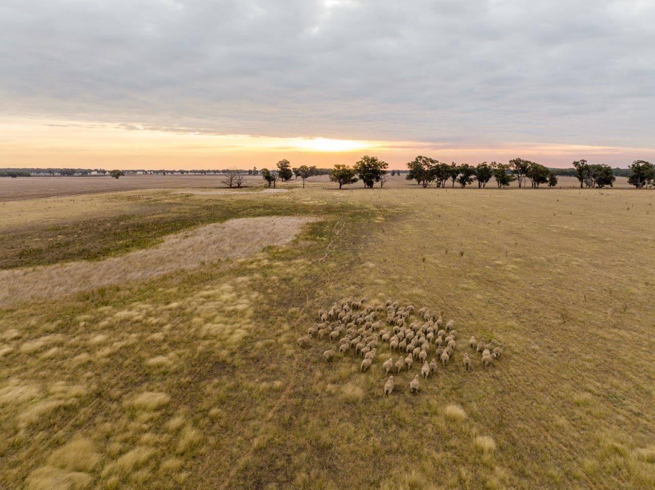 Farm For Sale Riverina