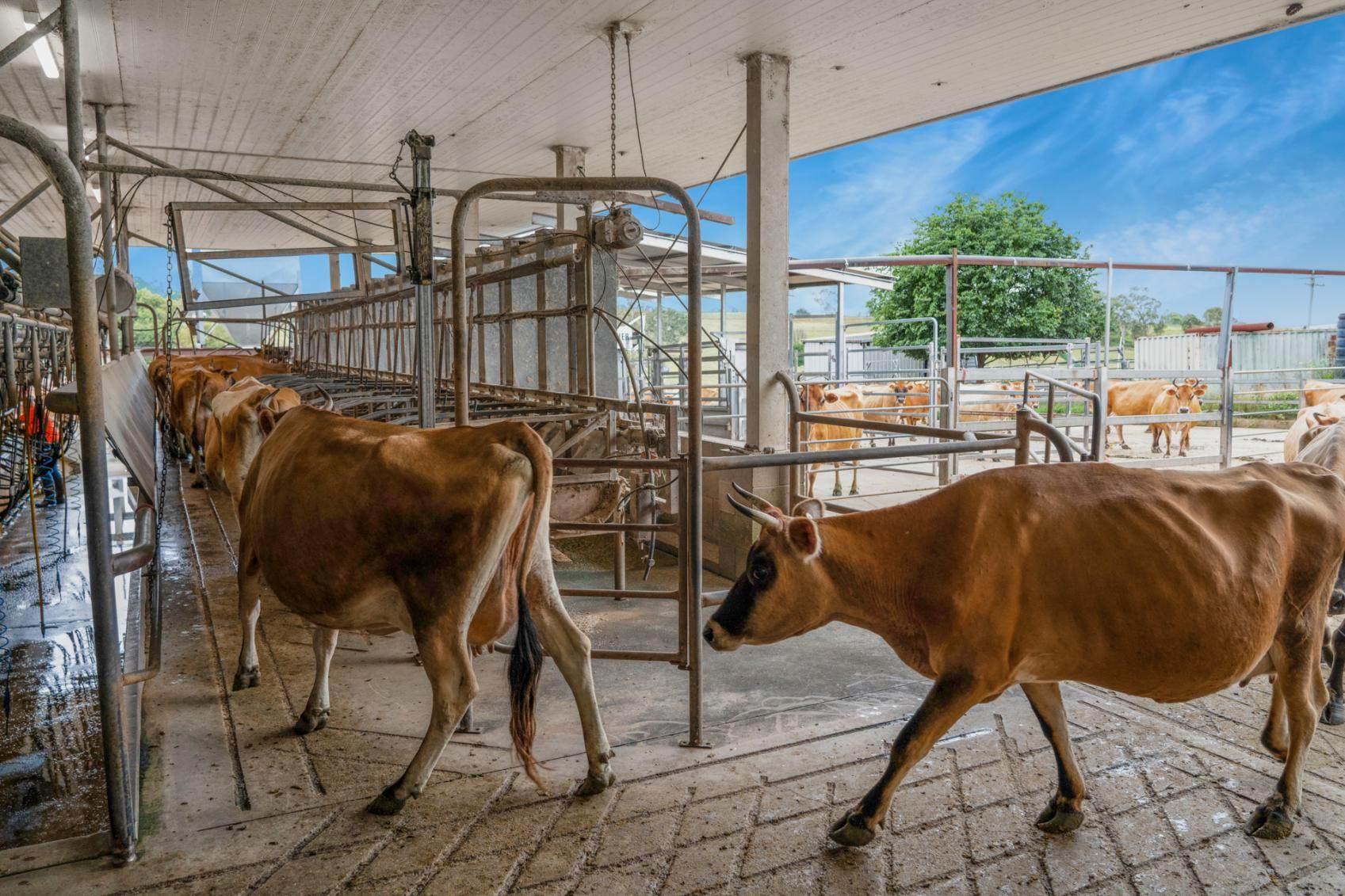 Dairy Farm For Sale QLD