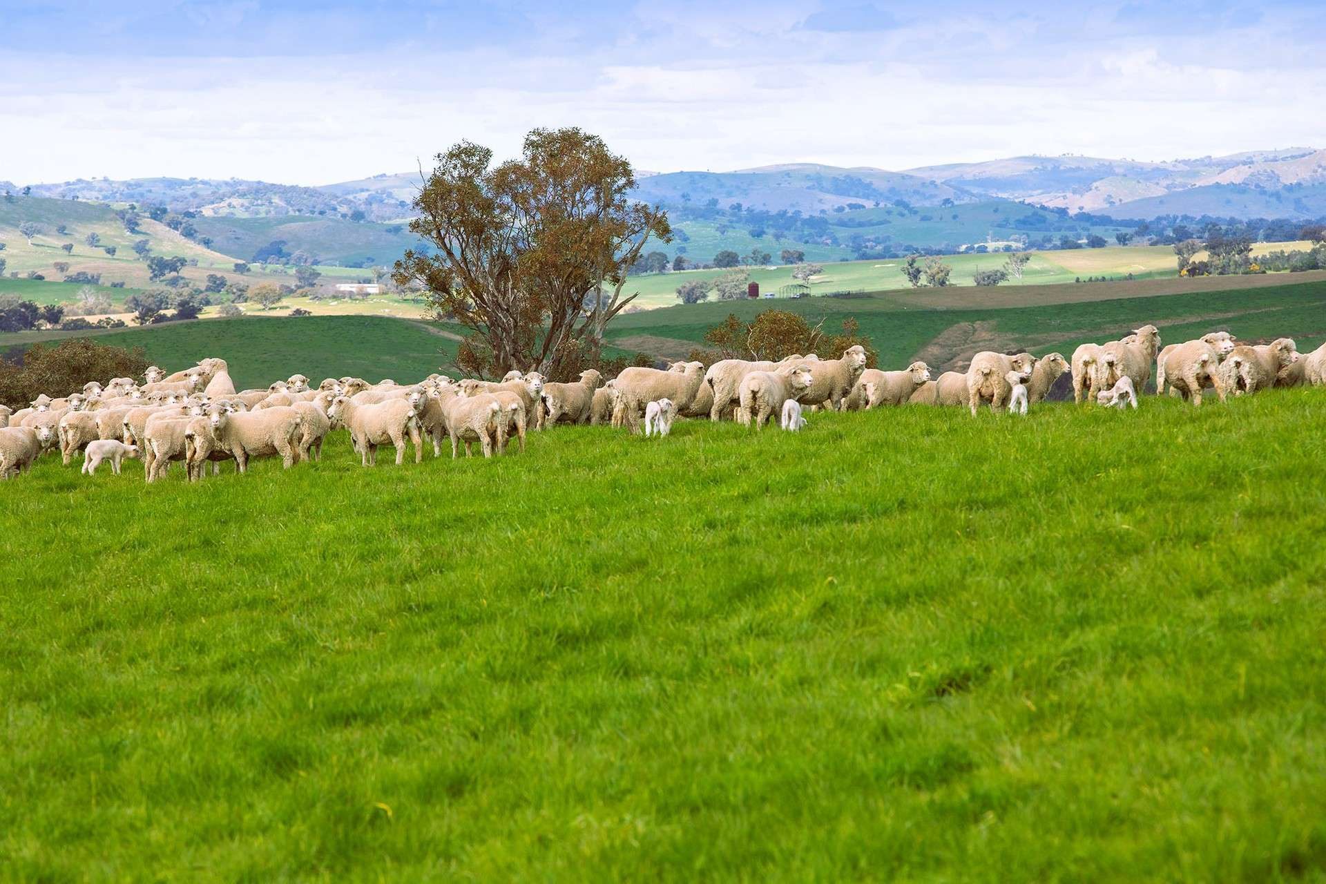 Mixed Farm For Sale NSW