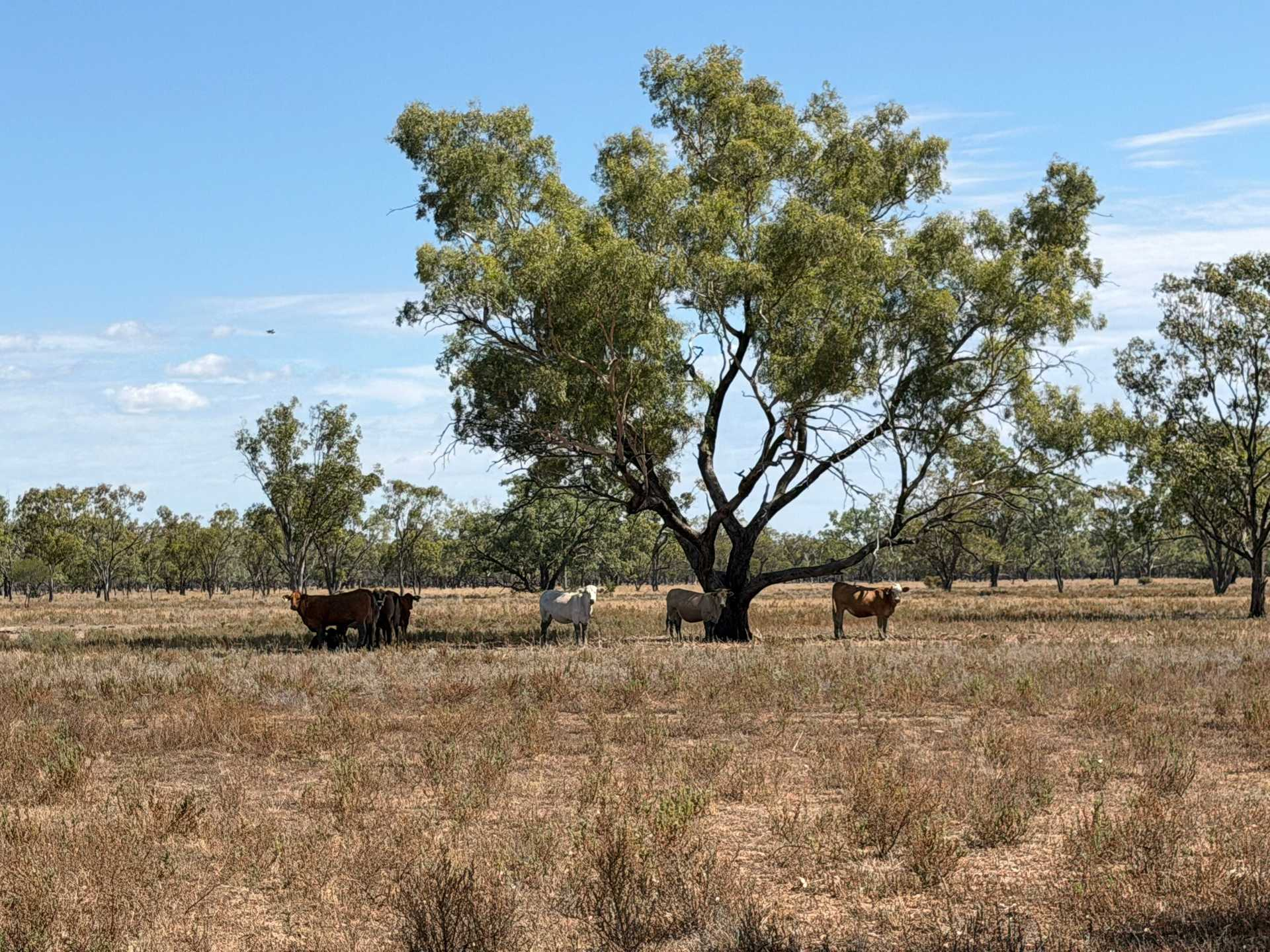 Rural Property For Sale NSW