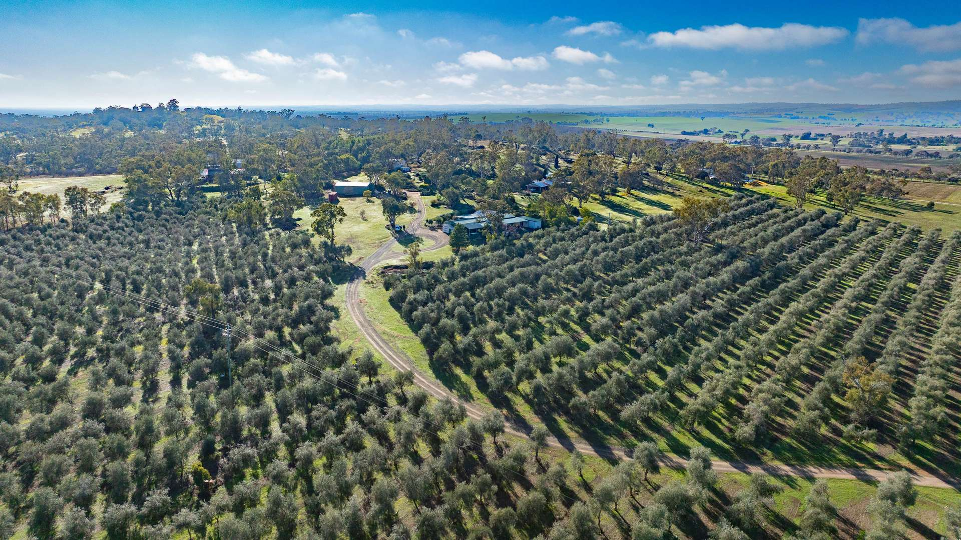 olive farm for sale NSW