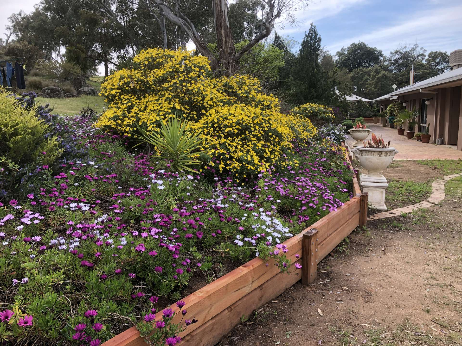 olive farm for sale NSW