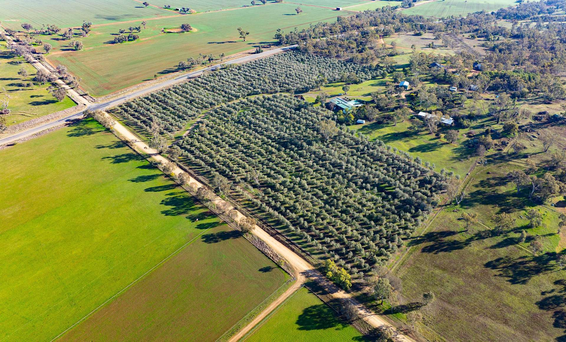 olive farm for sale NSW